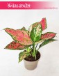 Aglaonema Spotted Star, Aglonema Spotted Star, Aglonema 3