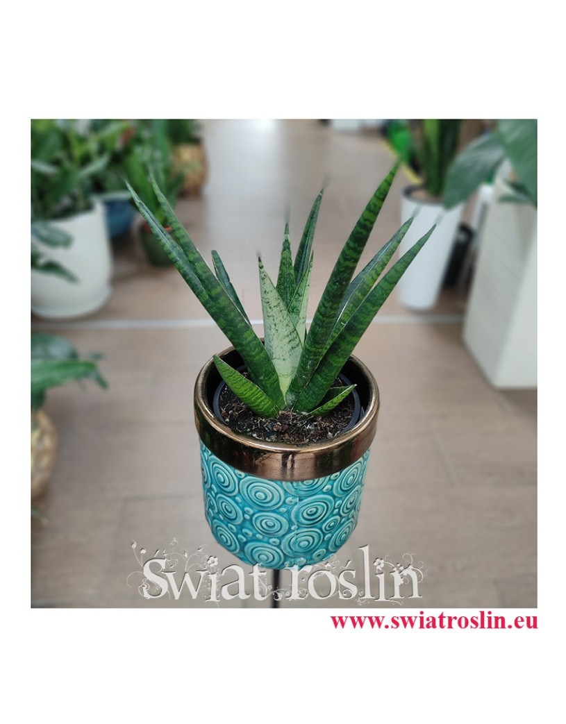 Sansevieria Queen Marble, Sansewieria Queen Marble, wężownica, rośliny egzotyczne, rośliny na zielony parapet