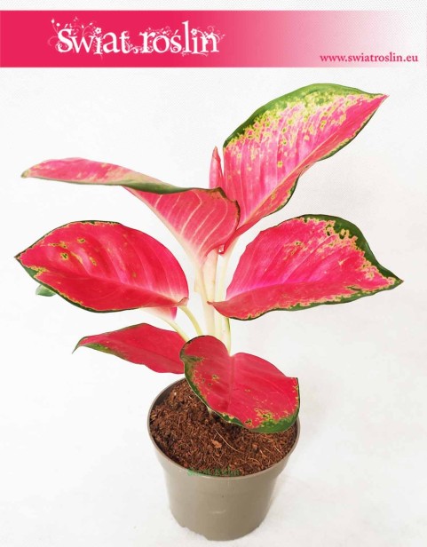 Aglaonema China Red, Aglonema China Red, Aglonema