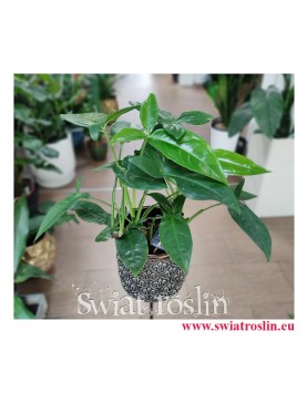Syngonium Trileaf Wonder, Syngonium Auritum, Zroślicha Uszkowata, rosliny na zielony parapet, rośliny tropikalne