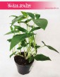 Syngonium Trileaf Wonder, Syngonium Auritum, Zroślicha Uszkowata
