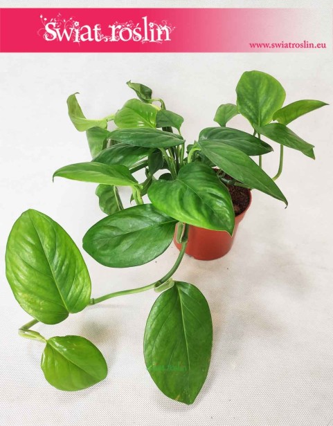 Monstera Friedrichsthalii