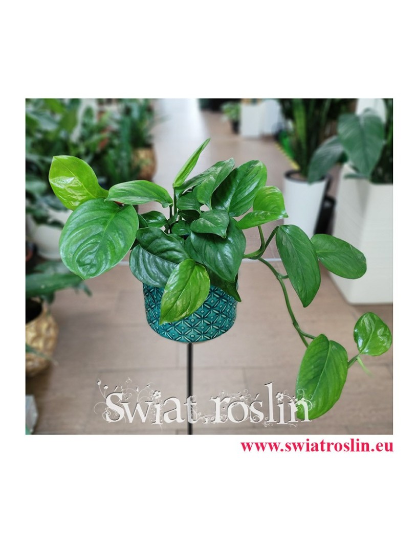 Monstera Friedrichsthalii, rośliny egzotyczne, rośliny tropikalne, rośliny do biura, pnącza