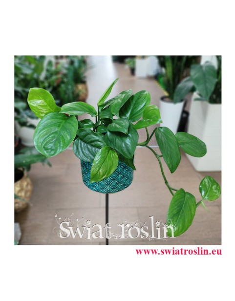 Monstera Friedrichsthalii, rośliny egzotyczne, rośliny tropikalne, rośliny do biura, pnącza