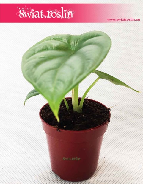 Alocasia Silver Dragon, Alokazja Silver Dragon, Zakleśń