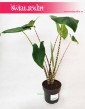 Alocasia Zebrina, Alokazja Zebrina, Zakleśń 2
