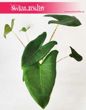 Alocasia Zebrina, Alokazja Zebrina, Zakleśń, rośliny egzotyczne, rośliny tropikalne