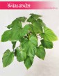 Homalomena Rubescens Maggy, Czermiówka Czerwieniejąca, duże rośliny ozdobne, duże rośliny doniczkowe