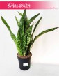Sansevieria Dragon, Sansevieria Aubrytiana Dragon, Sansewieria Dragon, Wężownica 2