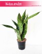 Sansevieria Dragon, Sansevieria Aubrytiana Dragon, Sansewieria Dragon, Wężownica 3