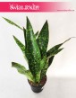 Sansevieria Dragon, Sansevieria Aubrytiana Dragon, Sansewieria Dragon, rośliny do biura, rosliny do firmy, do gabinetu