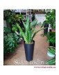 Sansevieria Dragon, Sansevieria Aubrytiana Dragon, Sansewieria Dragon, rośliny tropikalne, rośliny egzotyczne