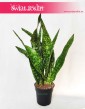 Sansevieria Dragon, Sansevieria Aubrytiana Dragon, Sansewieria Dragon, Wężownica