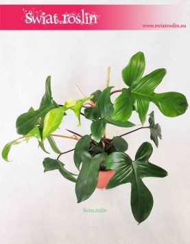 Philodendron Pedatum, Filodendron Pedatum, Philodendron Florida Green, pnącze, popularne rośliny doniczkowe