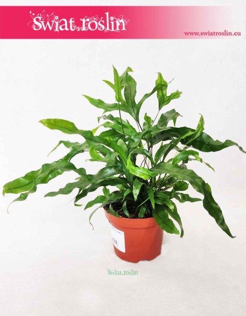 Mikrosorum Diversifolium, Microsorum Diversifolium, Paproć Kangurza