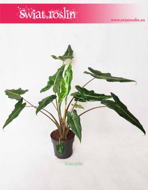 Alokazja Sarian, Alocasia Sarian, Zakleśń