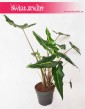 Alokazja Sarian, Alocasia Sarian, Zakleśń  2