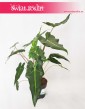Alokazja Sarian, Alocasia Sarian, Zakleśń  3