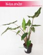 Alokazja Sarian, Alocasia Sarian, Zakleśń  4