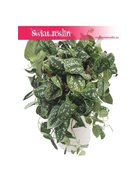 Scindapsus Pstry Argyraeus, Scindapsus Pictus Argyraeus, Epipremnum Pstre Argyraeus, Epipremnum Pictus  Argyraeus 1