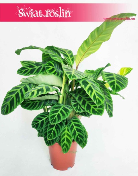 Kalatea Zebrina, Calathea Zebrina, Ostrzeszyn