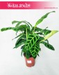 Kalatea Zebrina, Calathea Zebrina, Ostrzeszyn 3