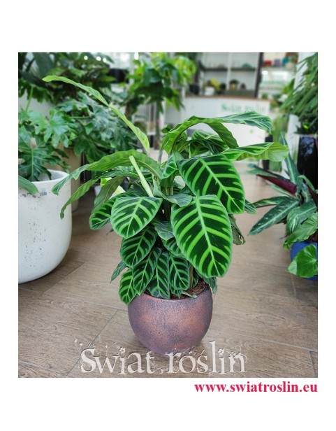 Kalatea Zebrina, Calathea Zebrina, Ostrzeszyn, Duża roslina doniczkowa, popularna roślina doniczkowe, modna roślina doniczkowa