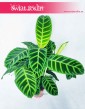 Kalatea Zebrina, Calathea Zebrina, Ostrzeszyn, Duże rośliny doniczkowe, modne rosliny doniczkowe, popularne rośliny