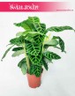 Kalatea Zebrina, Calathea Zebrina, Ostrzeszyn 2