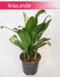 Aglonema Christina, Aglaonema Christina 2