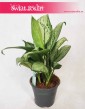 Aglonema Christina, Aglaonema Christina