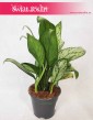Aglonema Christina, Aglaonema Christina 3