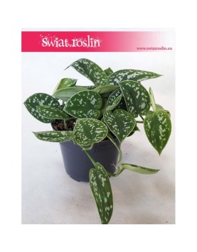 Scindapsus Pstry Argyraeus, Scindapsus Pictus Argyraeus, Epipremnum Pstre Argyraeus, Epipremnum Pictus  Argyraeus 3