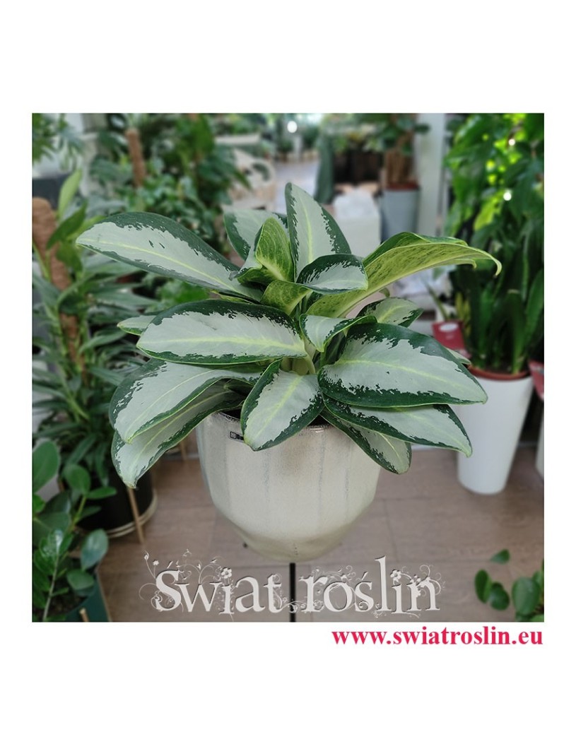 Aglaonema Aquamarina, Aglonema Aquamarina, duże rośliny doniczkowe, wielkie rośliny do domu