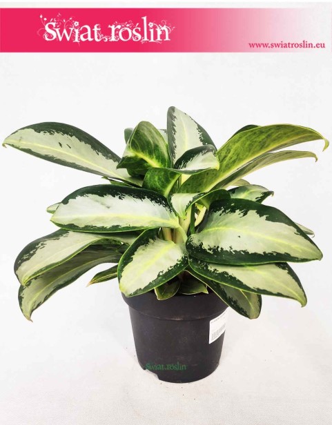 Aglaonema Aquamarina, Aglonema Aquamarina