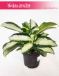 Aglaonema Aquamarina, Aglonema Aquamarina
