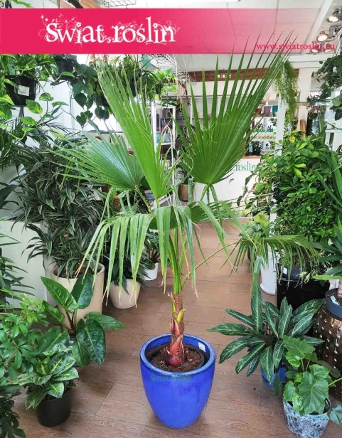 Palma Washingtonia Robusta, Palma Waszyngtonia Robusta, Washingtonia Robusta, Waszyngtonia Robusta