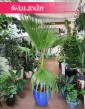 Palma Washingtonia Robusta, Palma Waszyngtonia Robusta, Washingtonia Robusta, Waszyngtonia Robusta 2