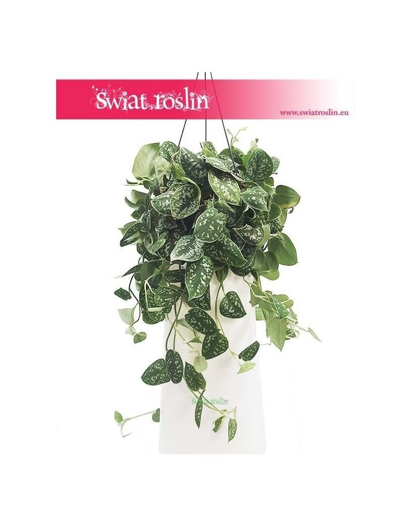 Scindapsus Pstry Argyraeus, Scindapsus Pictus Argyraeus, Epipremnum Pstre Argyraeus, Epipremnum Pictus  Argyraeus 4