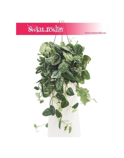 Scindapsus Pstry Argyraeus, Scindapsus Pictus Argyraeus, Epipremnum Pstre Argyraeus, Epipremnum Pictus  Argyraeus 4