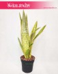 Sansevieria Lauren, Sansewieria Lauren, Wężownica 3
