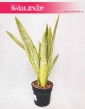 Sansevieria Lauren, Sansewieria Lauren, Wężownica 2