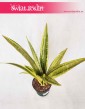 Sansevieria Lauren, Sansewieria Lauren, Wężownica, rośliny tropikalne, egzotyczne, sklep online
