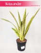 Sansevieria Lauren, Sansewieria Lauren, Wężownica