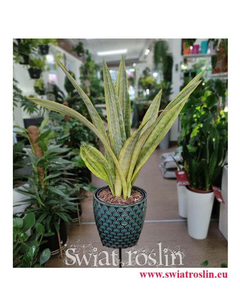 Sansevieria Lauren, Sansewieria Lauren, Wężownica, duże rośliny doniczkowe, duże kwiaty doniczkowe
