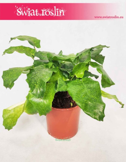 Calathea Network, Kalatea Network, Ostrzeszyn