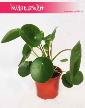 Pieniążek, Pilea, Chińska roślina pieniężna, Roślina misyjna, Pilea peperomioides 2