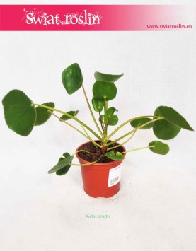 Pieniążek, Pilea, Chińska roślina pieniężna, Roślina misyjna, Pilea peperomioides 3
