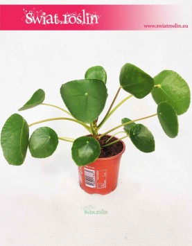 Pieniążek, Pilea, Chińska roślina pieniężna, Roślina misyjna, Pilea peperomioides