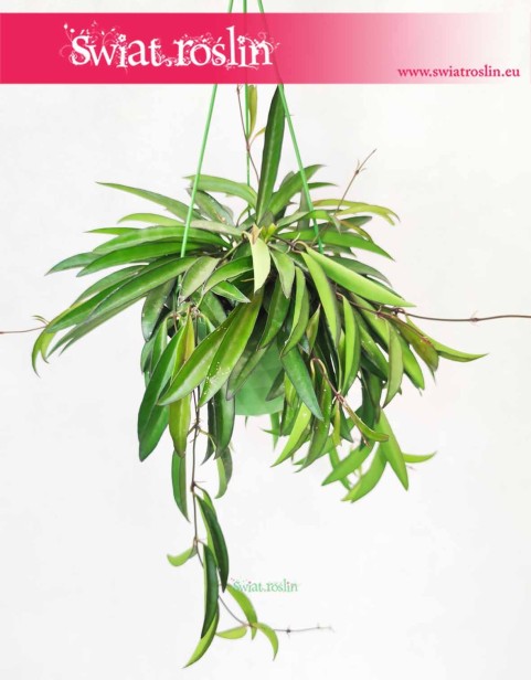 Hoya Wayetii, Hoja Wayetii